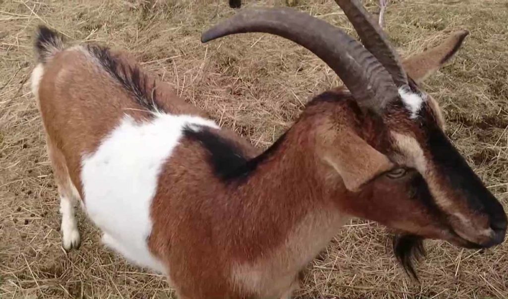 ८ जनाले बाख्रीलाई गरे सामूहिक बलात्कार, सहन नसकेर बाख्रीको मृत्यु