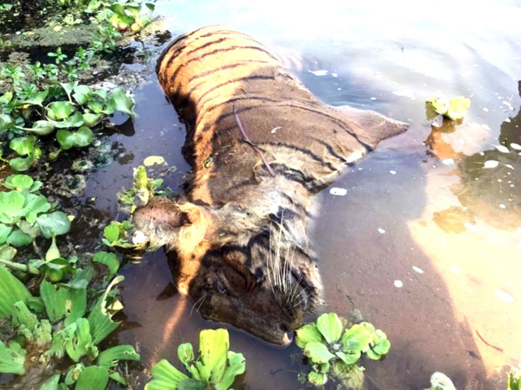 मृतावस्थामा भालेबाघ भेटियो