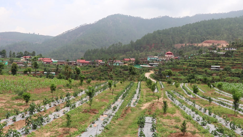 कोरोनाले गाउँ फर्कायो, गाउँमै व्यवसायिक खेती गर्दै धादिङका युवा