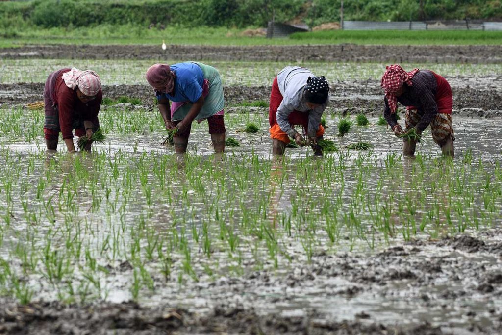 कोभिडका कारण साङ्केतिक रूपमा धान दिवस तथा रोपाइँ महोत्सव मनाइने