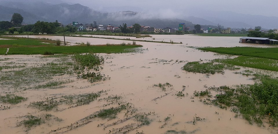 वर्षाले बाँके र रुपन्देहीका विभिन्न क्षेत्र डुबानमा, देवदहमा पुल भासियो, नेपालगञ्ज जलमग्न