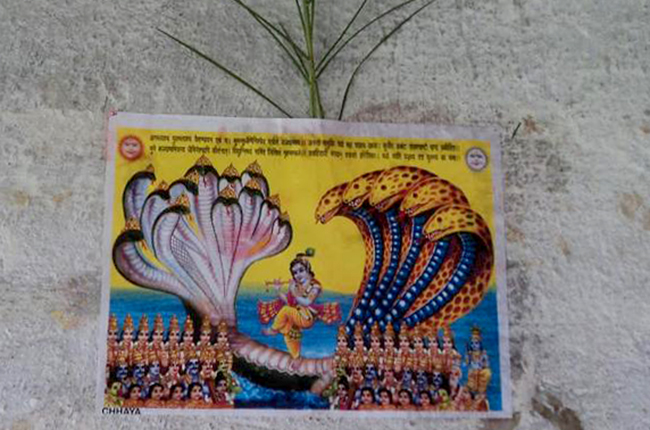 नागपञ्चमी पर्व : घरघरमा नागको पूजा आराधना गरिँदै