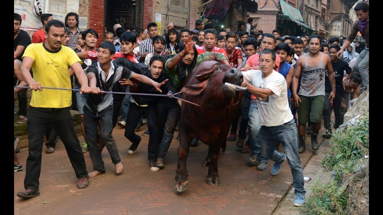 महानवमीको अवसरमा भक्तपुरमा रागो दौडाउने खःमेय् जात्रा मनाइँदै