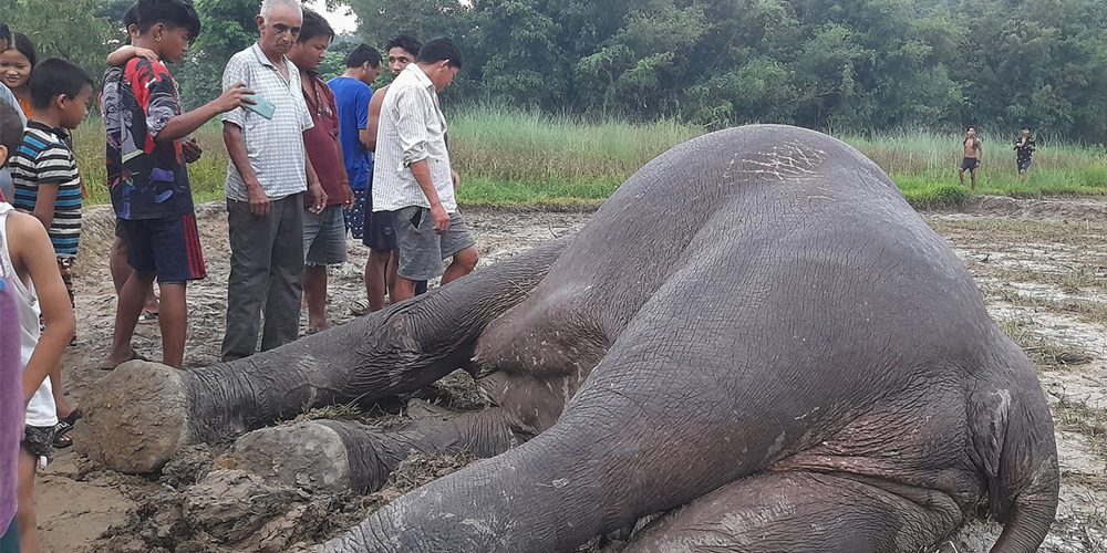 झापा अर्जुनधारामा फेरी अर्को मृत हात्ती फेला