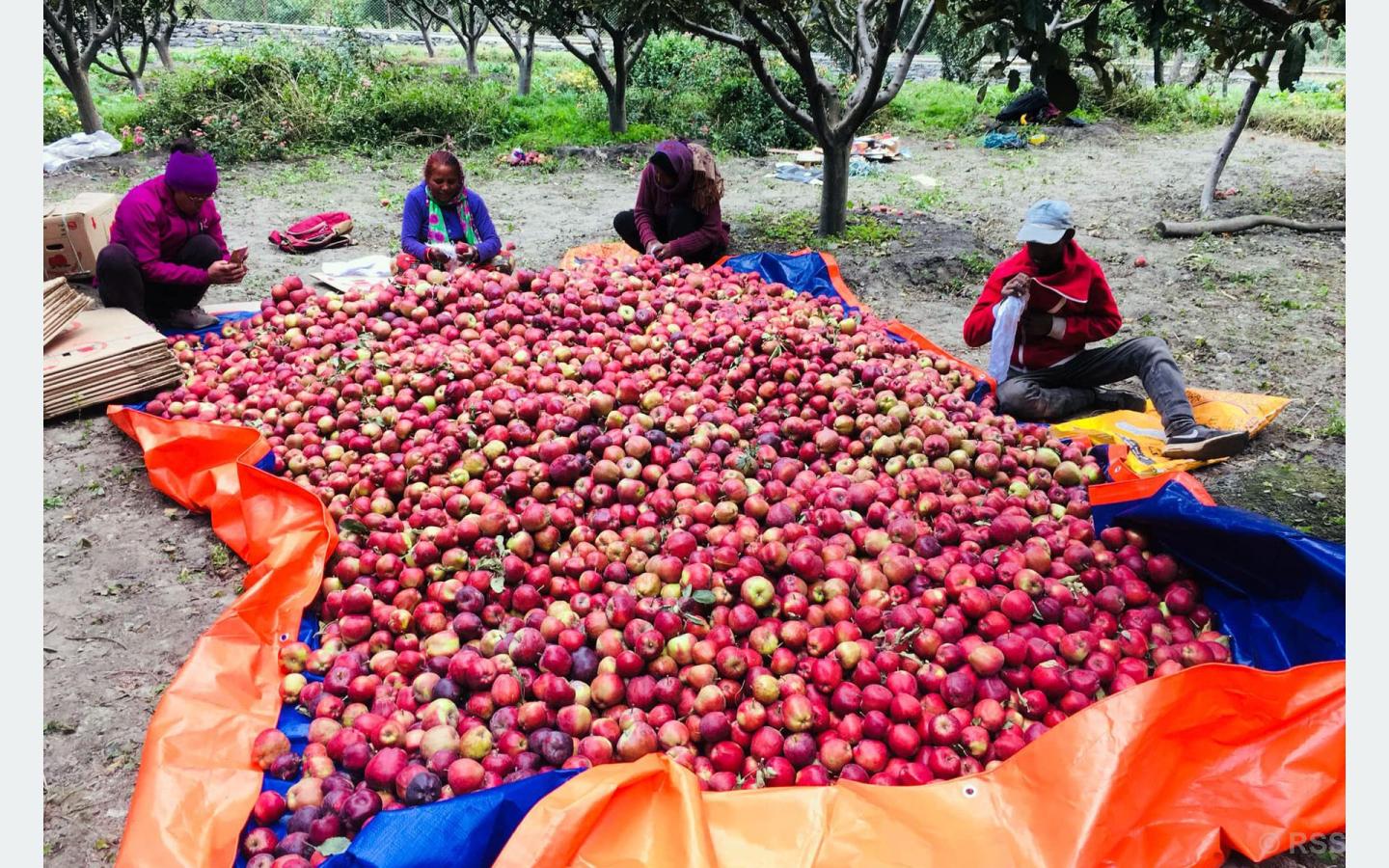 मुस्ताङबाट यस वर्ष ५० करोडको स्याउ निकासी