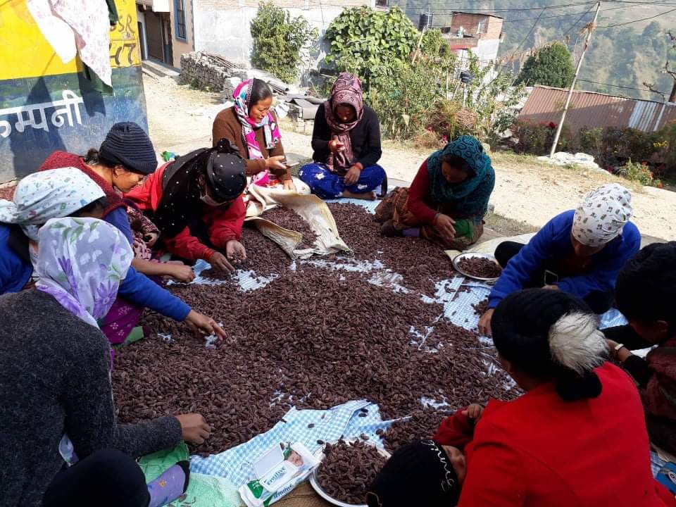 अलैँची बेचेर लमजुङका किसानले कमाए २० करोड
