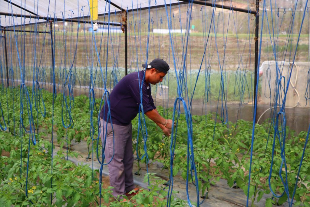 विदेशमा ६ वर्ष ठक्कर खाएपछि यी युवाले देखे स्वदेशमै अवसर