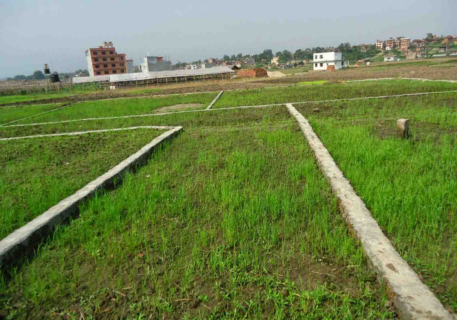 सरकारले खोल्यो जग्गाको कित्ताकाट