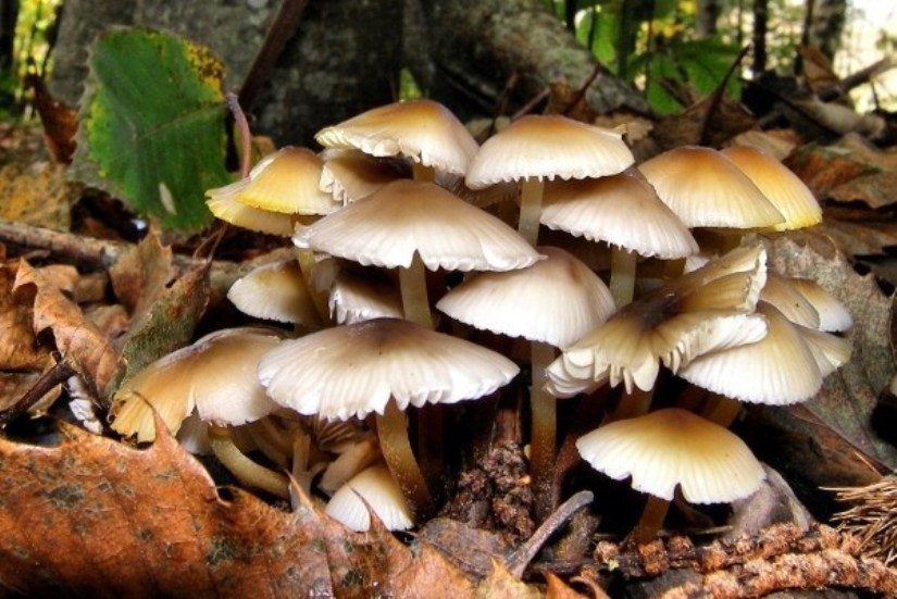 जङ्गली च्याउ खाएर आमाछोराको मृत्यु