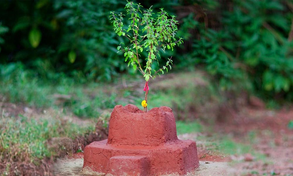 आज हरिशयनी एकादशी पर्व : तुलसीको बिरुवा सारिँदै