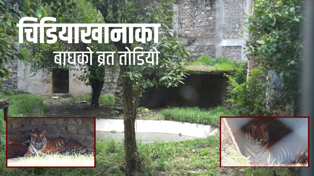 चिडियाखानाका बाघको ब्रत तोडियो !