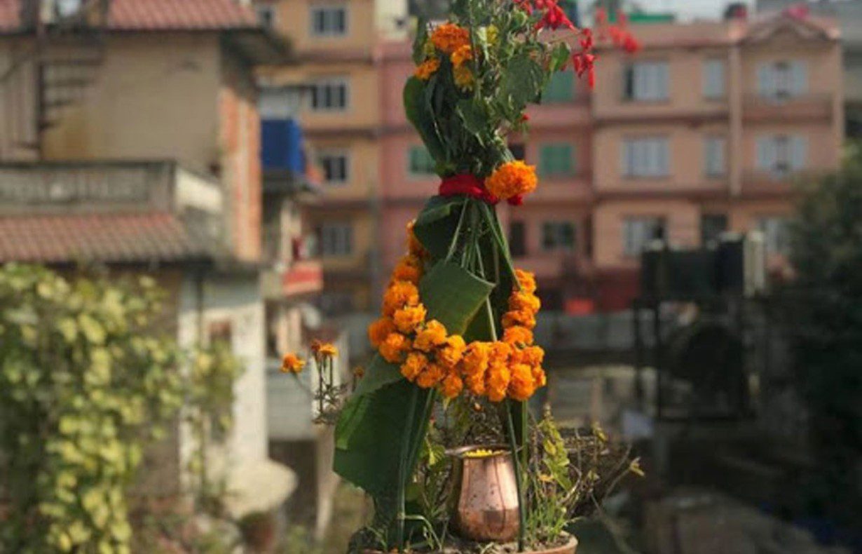 आज हरि बोधिनी एकादशी : तुलसी र दामोदरको विवाह गरिँदै