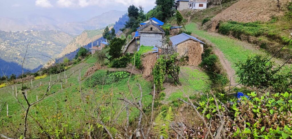 व्यापारी घरैमा किन्न आउन थालेपछि रामेछापमा उवा खेती बढ्दै