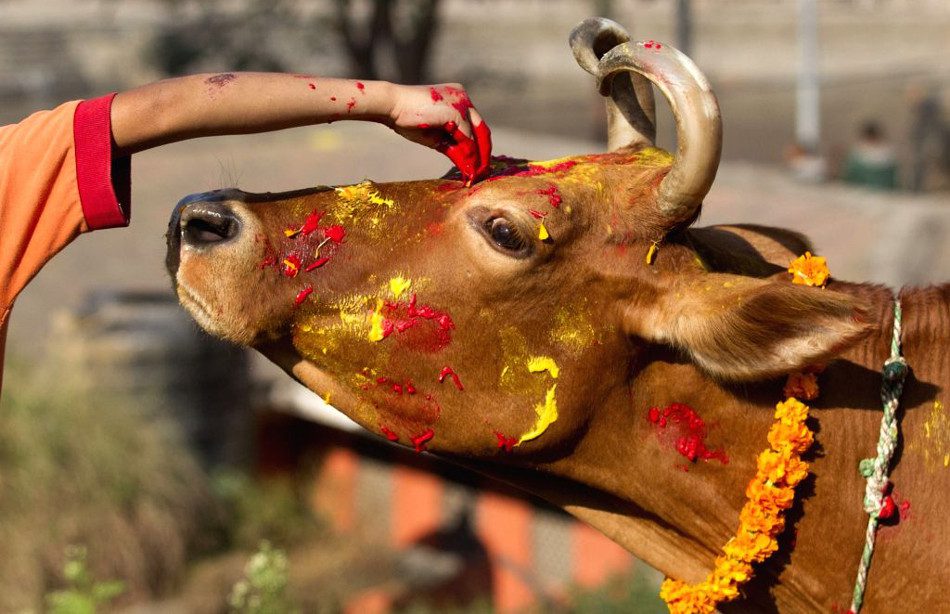तिहारको तेस्रो दिन आज गाई पूजा गरिँदै