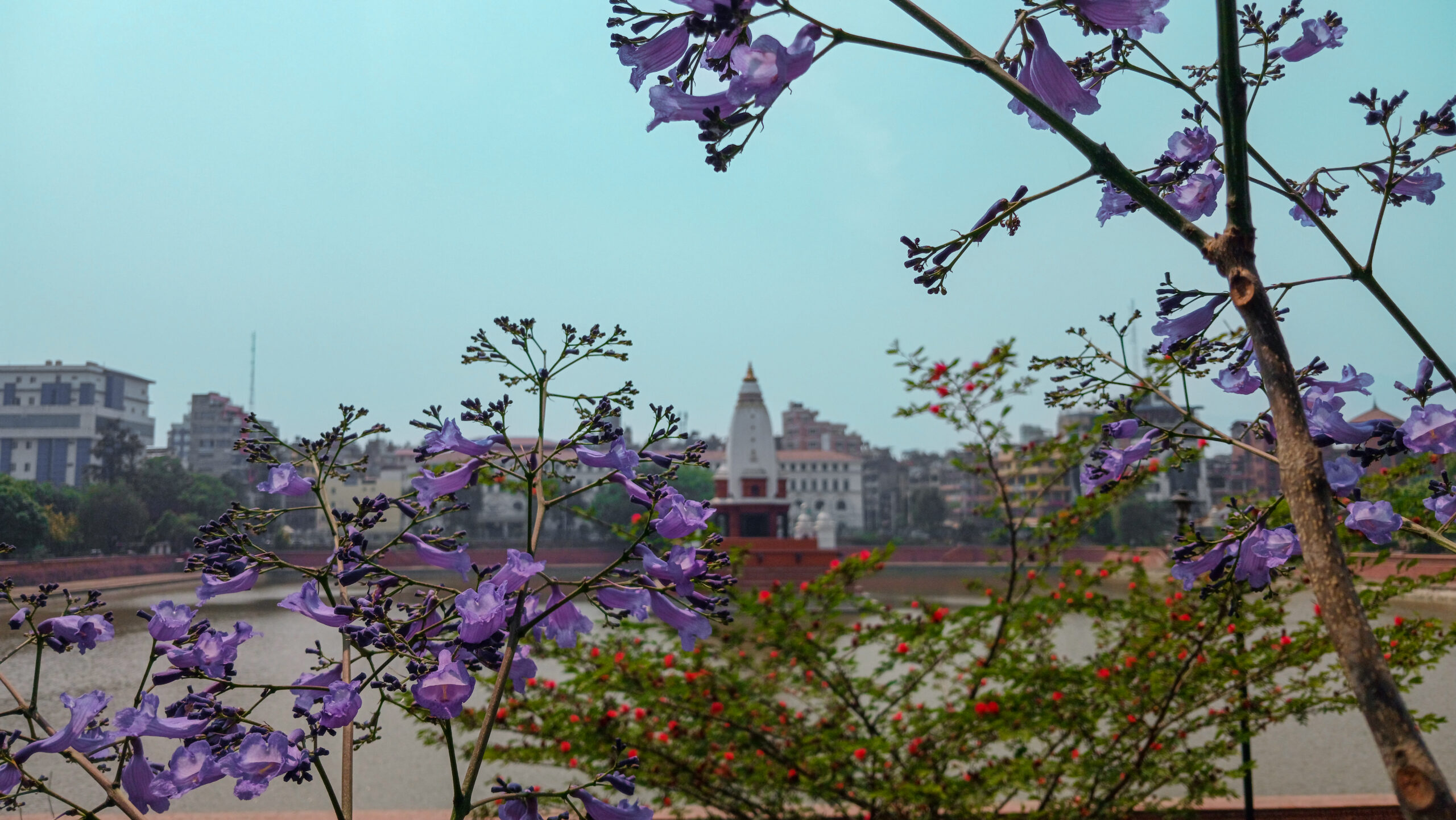 काठमाडौंमा नीरफूलको याम (फोटो फिचर)