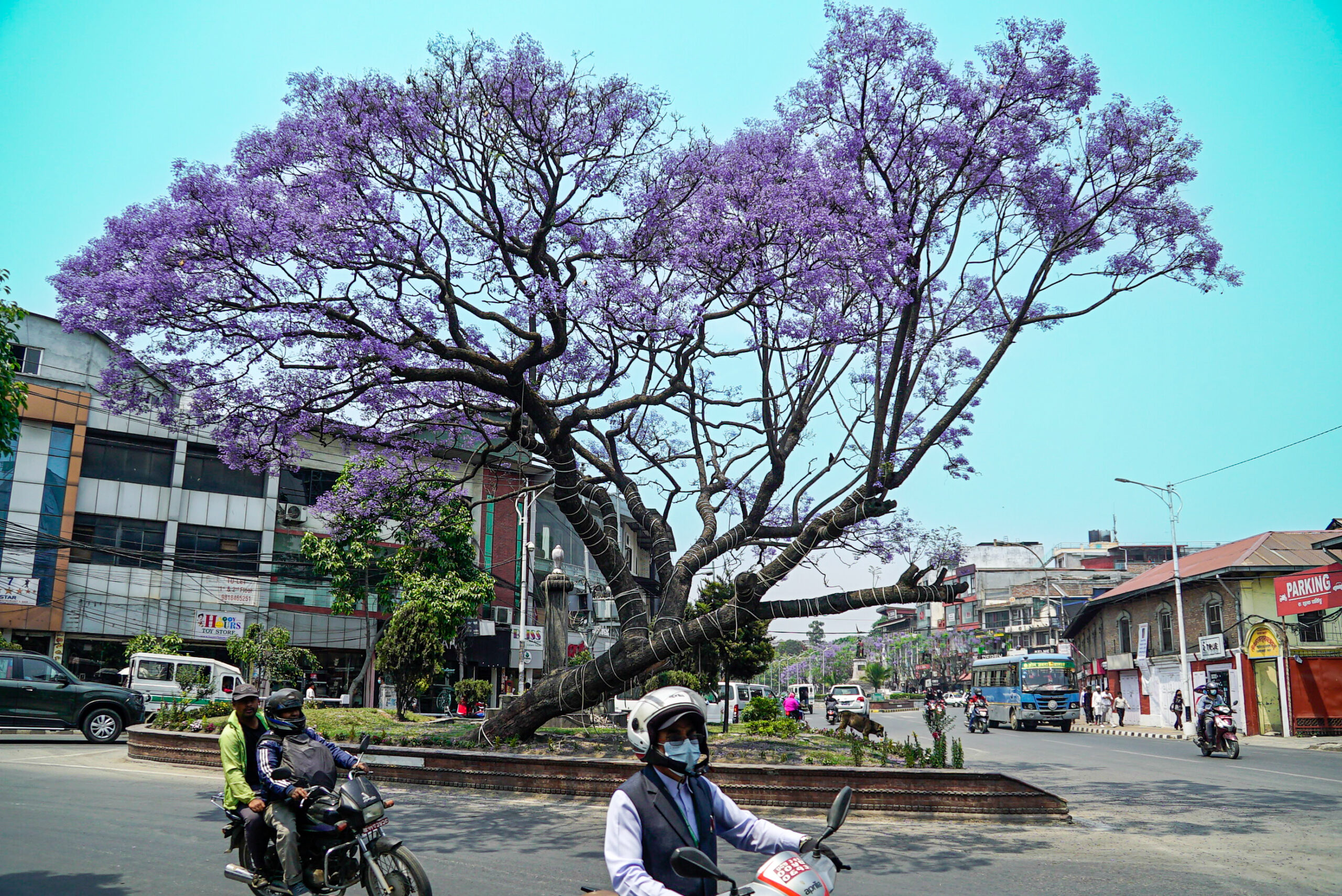 काठमाडौंमा नीरफूलको याम (फोटो फिचर)