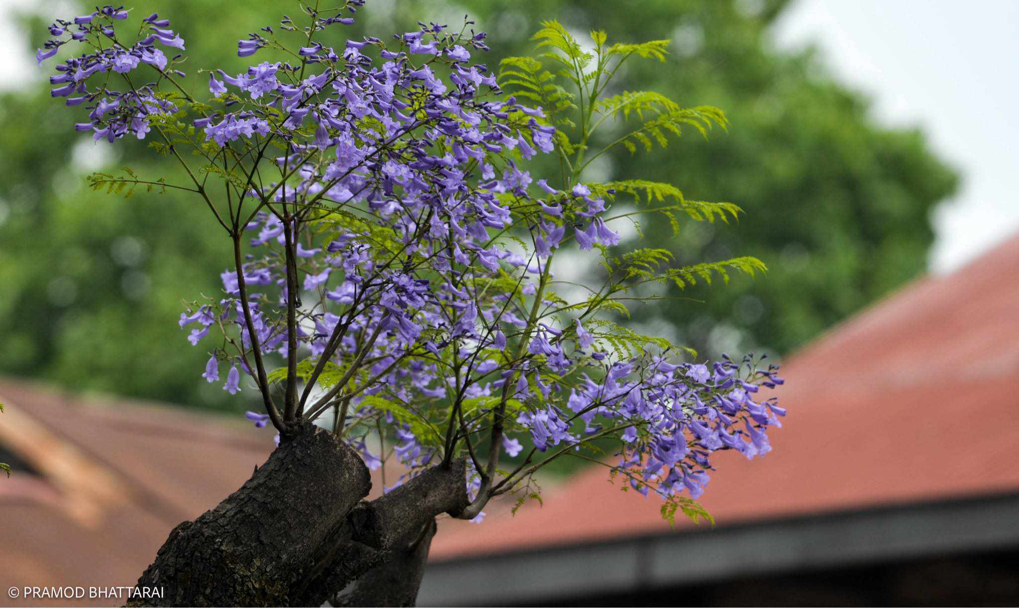 परपल काठमाडौ,  ज्याकाराण्डाले राजधानी थप सुन्दर (फोटोफिचर)