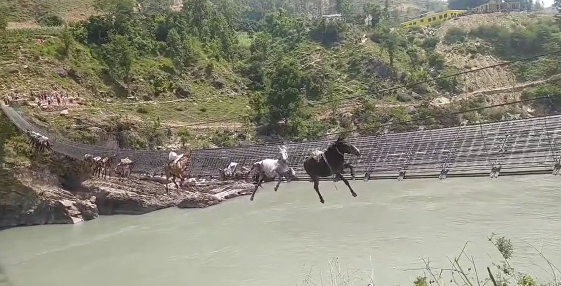 कर्णालीको झोलुङ्गे पुलमा फसेका १० खच्चडको उद्धार, २ को मृत्यु
