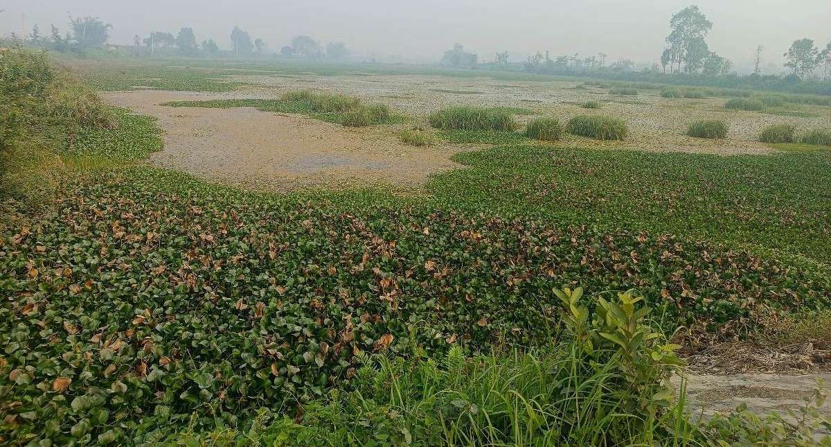 आज विश्व सिमसार दिवस मनाइँदै