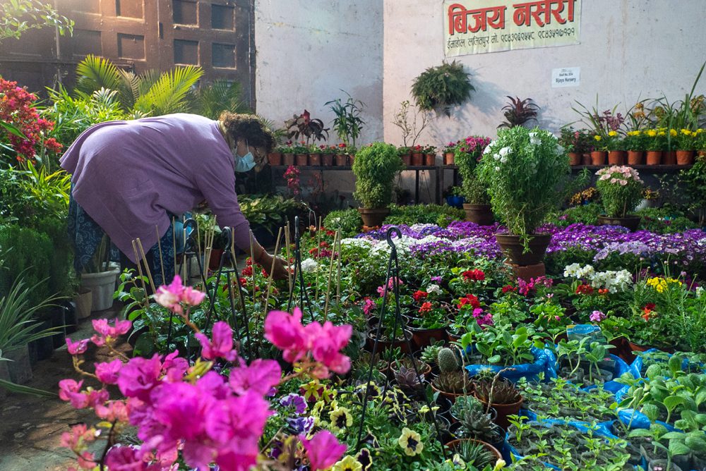 फ्लोरा एक्सपो २०८१ : थरिथरिका फूलहरूको सुन्दरता (फोटोफिचर)