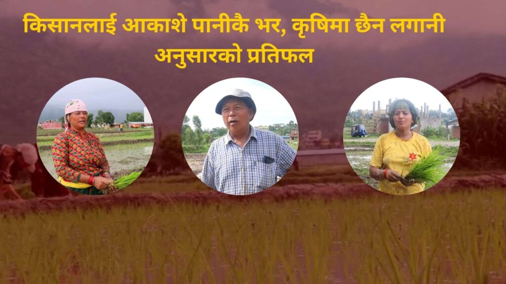 असार १५ः किसानलाई आकाशे पानीकै भर, कृषिमा छैन लगानी अनुसारको प्रतिफल