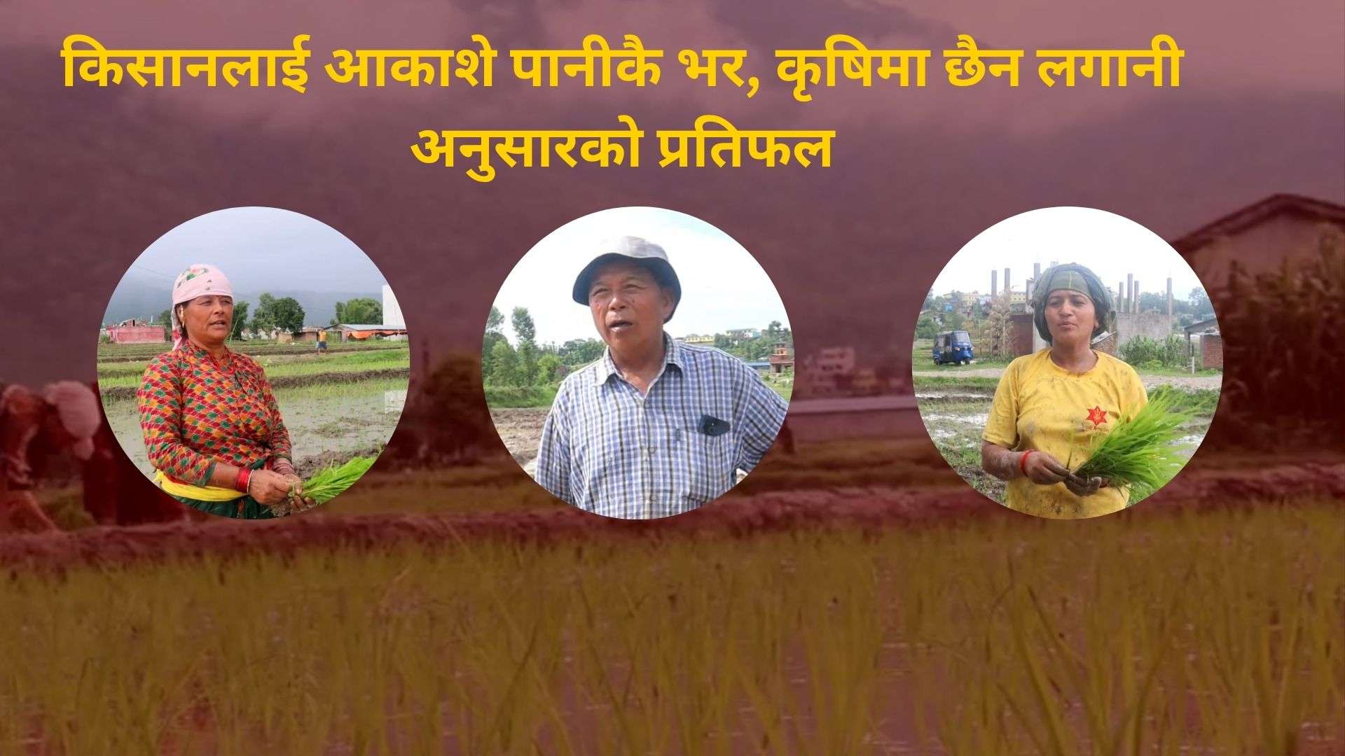 असार १५ः किसानलाई आकाशे पानीकै भर, कृषिमा छैन लगानी अनुसारको प्रतिफल