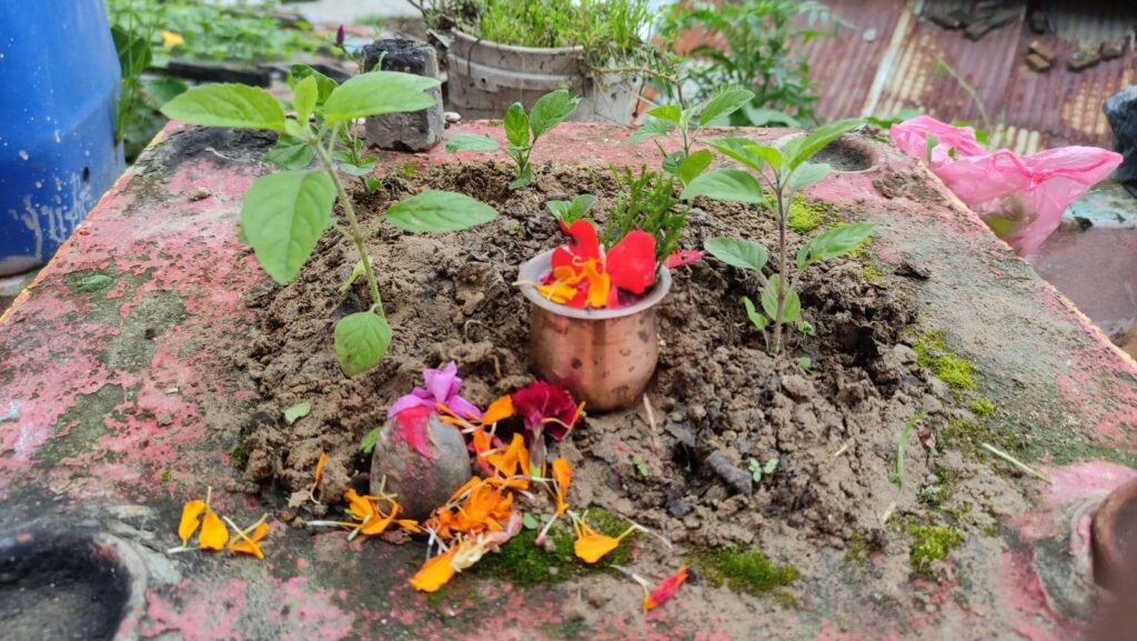 आज हरिशयनी एकादशी, तुलसीको बिरुवा सारिँदै