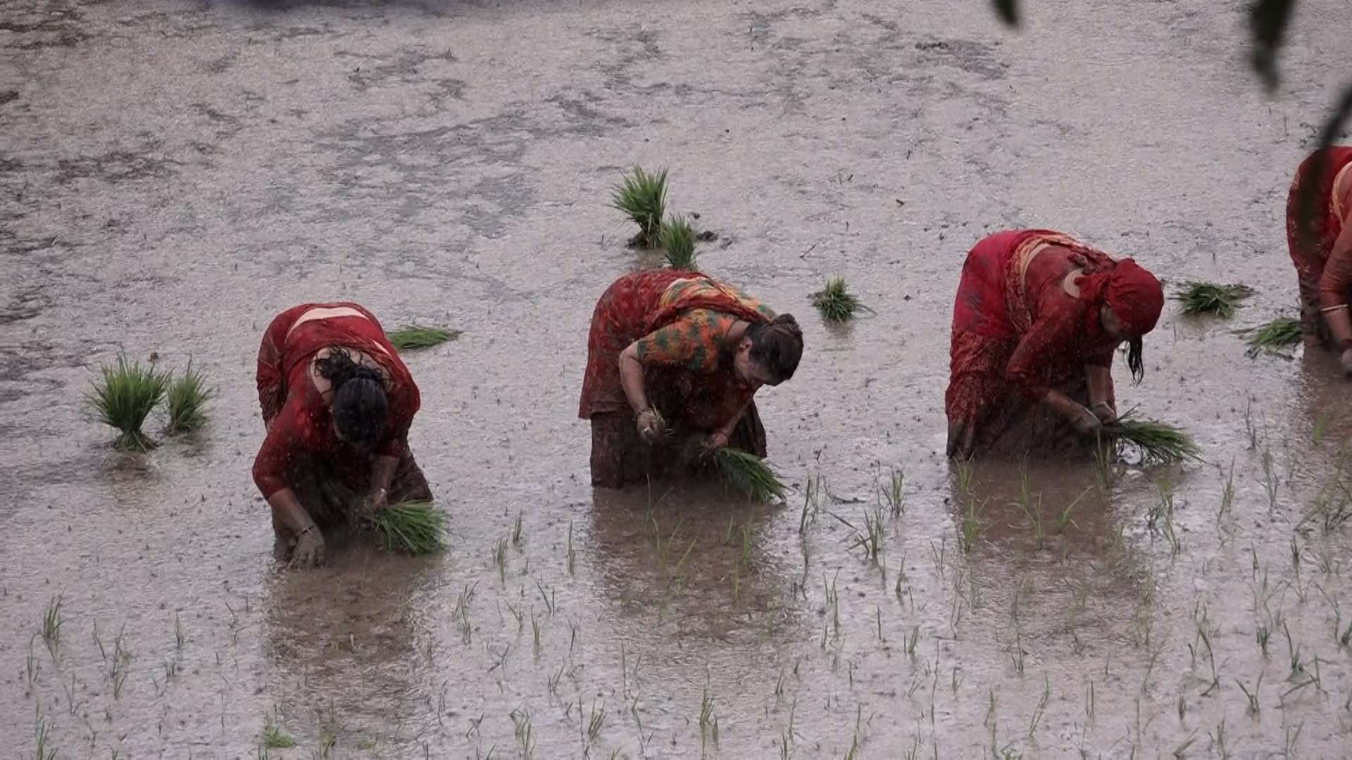 मधेशमा साढे २० प्रतिशत कम धान रोपाइँ