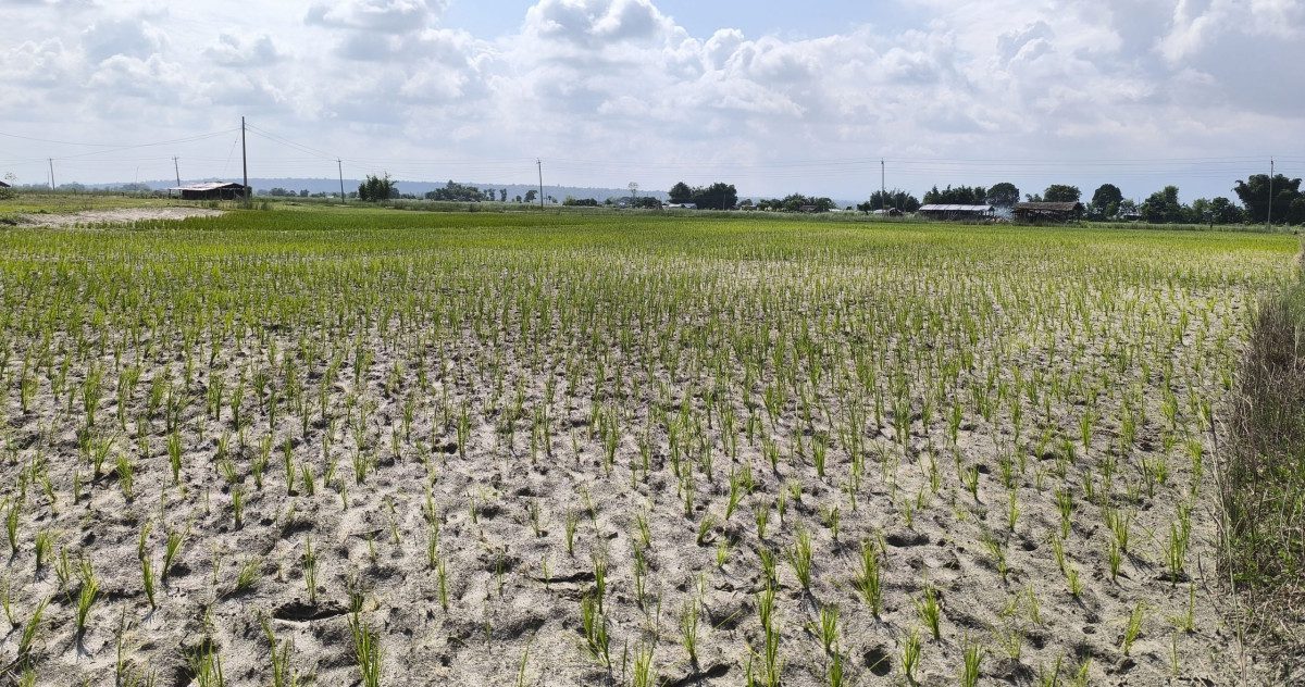 मधेशमा ५७ प्रतिशत मात्रै धान रोपाइँ : खाद्य सुरक्षाको जोखिम हुन सक्ने