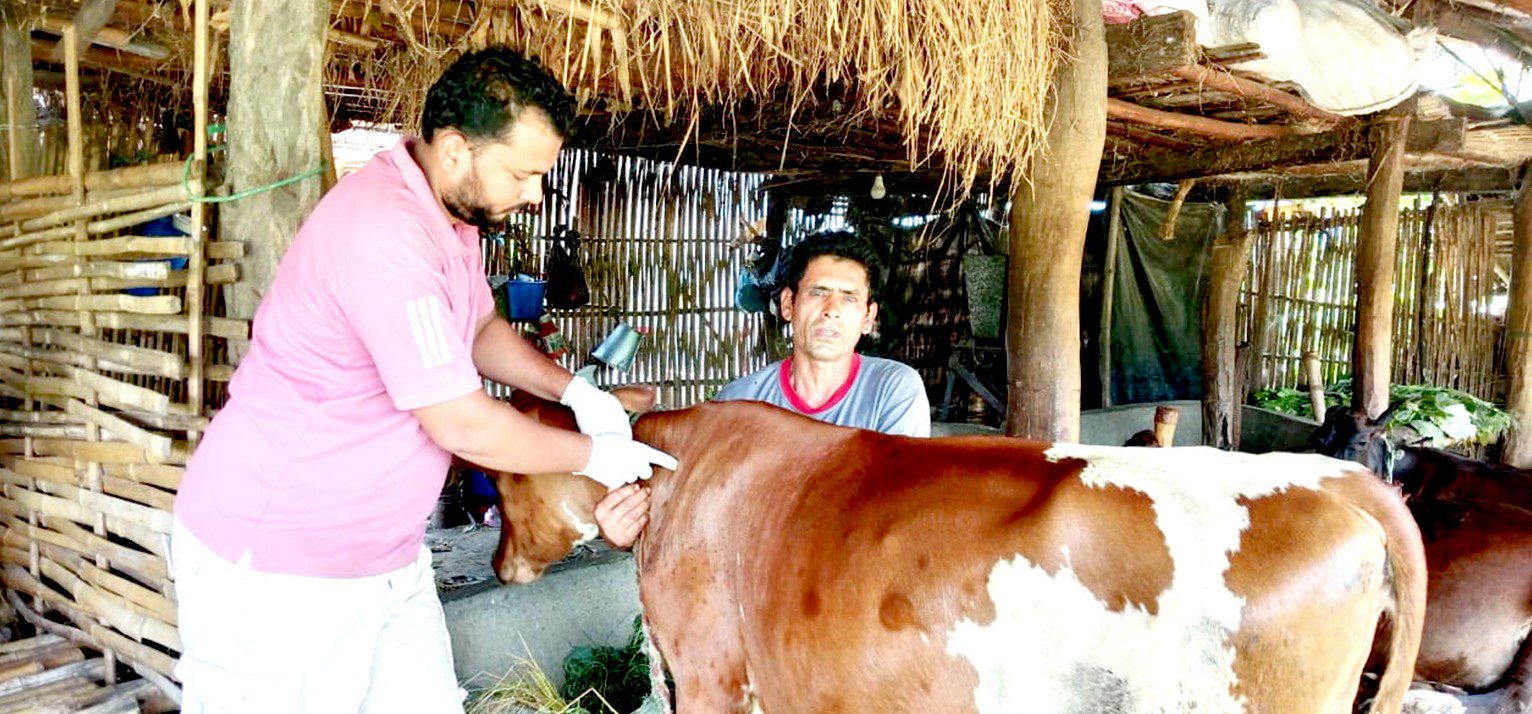 २९ जिल्लाका साढे २७ हजार गाइभैँसीमा लम्पी स्किन रोगको संक्रमण