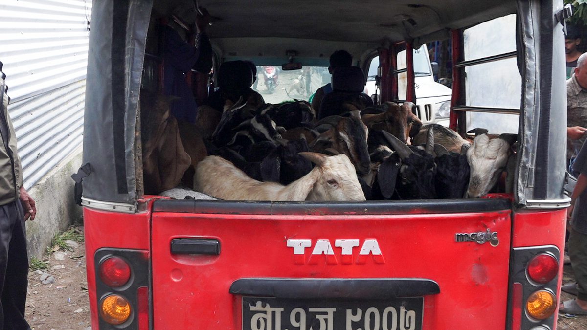 कलंकी खसीबजारमा दशैंको चहलपहल (तस्बिरहरु)