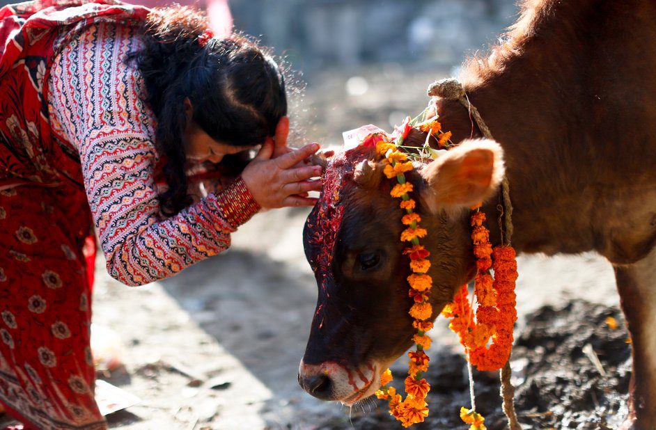 तिहारको पाँचौ दिन : आज गाई पूजा पनि गरिंदै