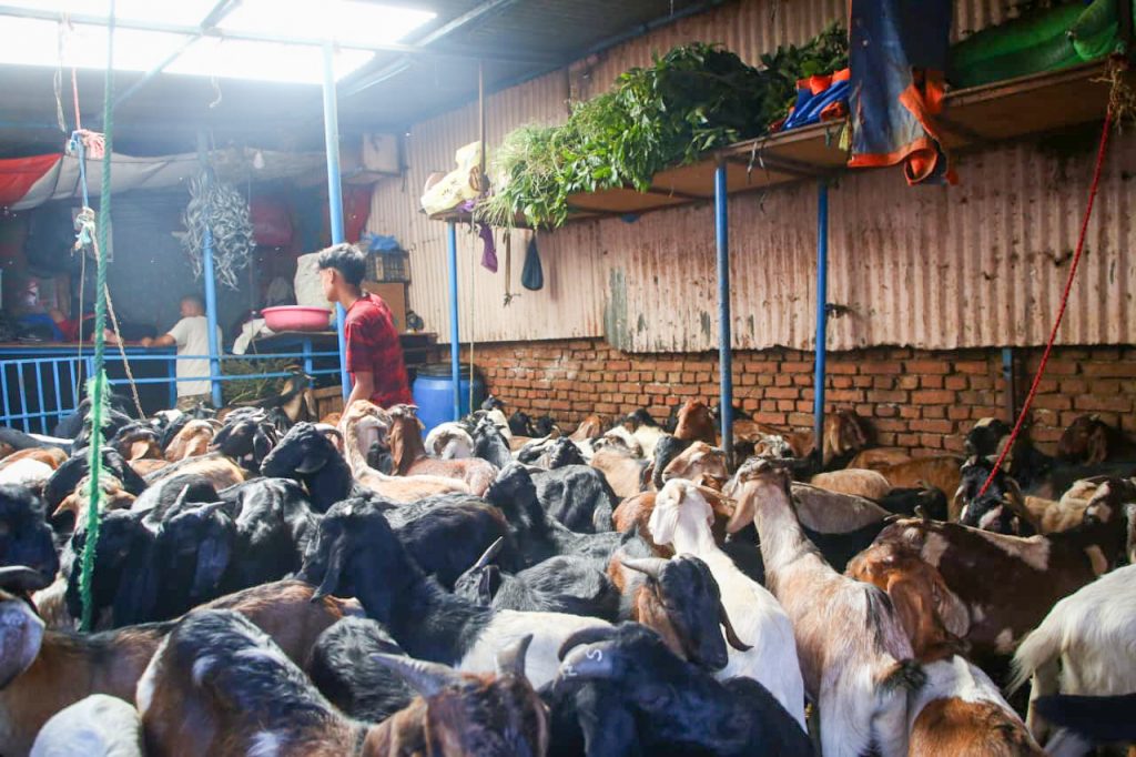 दसैं नजिकिएसँगै भृकुटीमण्डप खसी बजारमा चहलपहल, धमाधम भित्रिँदै खसी, बोका र च्यांग्रा (तस्विरहरू)