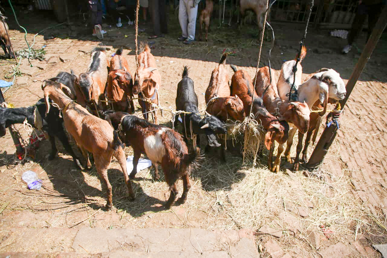 दसैं नजिकिएसँगै भृकुटीमण्डप खसी बजारमा चहलपहल, धमाधम भित्रिँदै खसी, बोका र च्यांग्रा (तस्विरहरू)